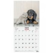 Calendario Pared Finocam 300x300 Imágenes Perro y Gato 7803039